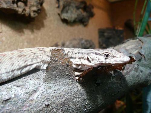 Pygmy Mulga Monitor | Varanus gilleni photo