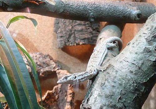 Pygmy Mulga Monitor | Varanus gilleni photo