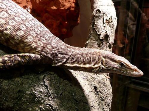 Black-headed Monitor | Varanus tristis photo