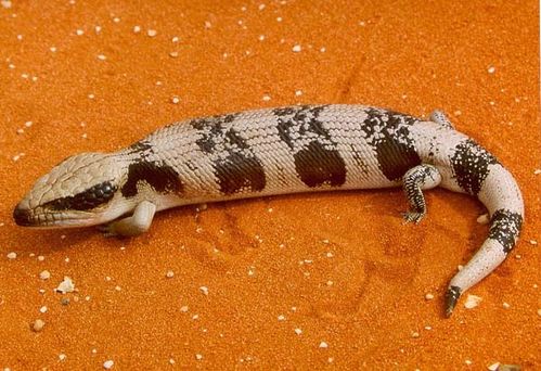 Western Blue-tongue Lizard | Tiliqua occipitalis photo