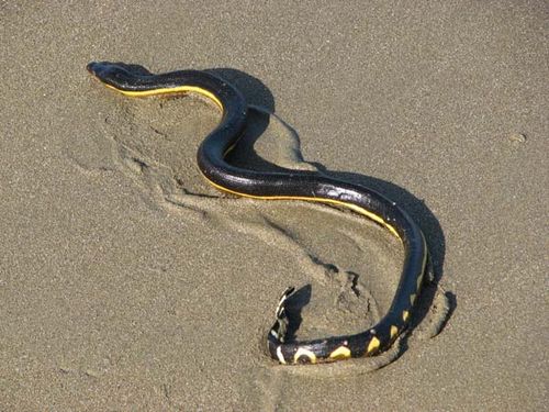 Yellowbelly Sea Snake | Pelamis platurus photo