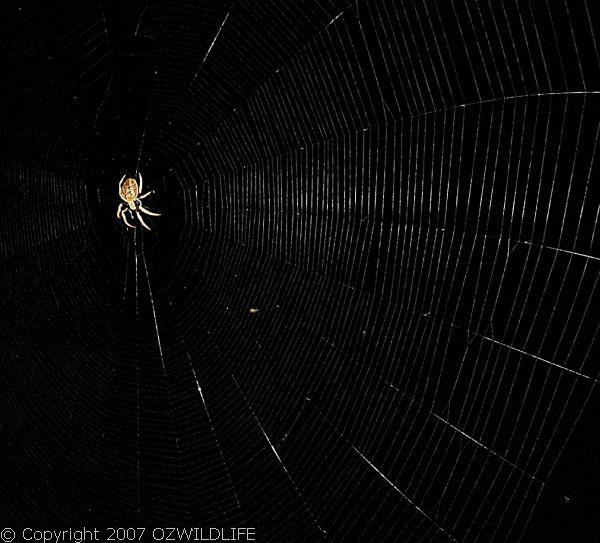 Garden Orb Weaver Spider | Eriophora sp photo