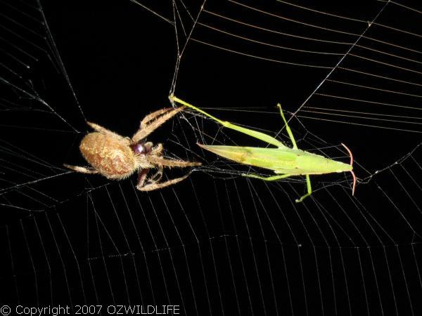 Garden Orb Weaver Spider | Eriophora sp photo