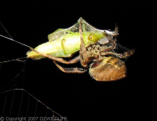 Garden Orb Weaver Spider | Eriophora sp photo