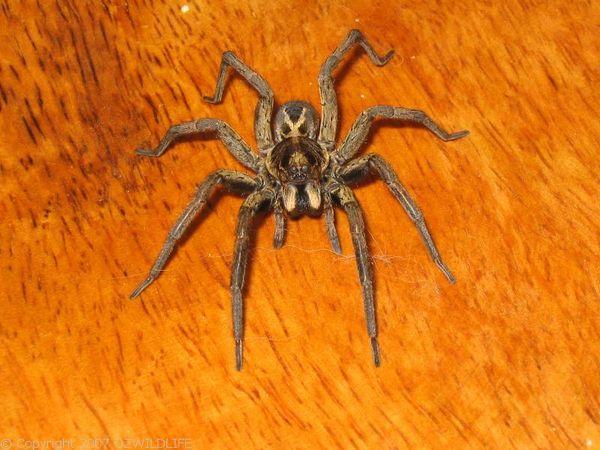 Wolf Spider | Lycosa sp photo