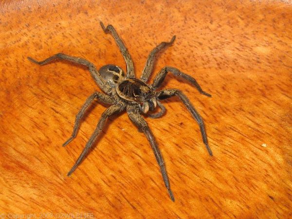 Wolf Spider | Lycosa sp photo