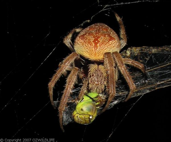 Garden Orb Weaver Spider | Eriophora transmarina photo