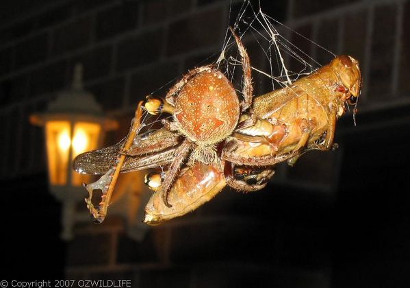 Garden Orb Weaver Spider Eriophora Transmarina