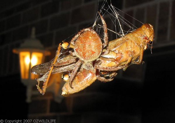 Garden Orb Weaver Spider | Eriophora transmarina photo