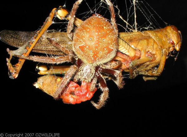 Garden Orb Weaver Spider | Eriophora transmarina photo