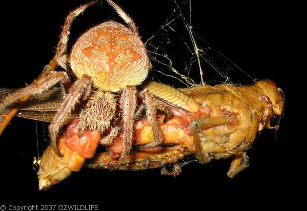 Garden Orb Weaver Spider | Eriophora transmarina photo