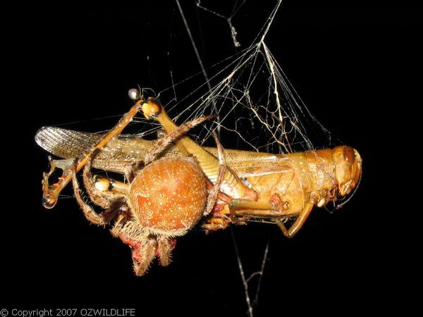 Dew Drop Spider | Argyrodes antipodianus photo