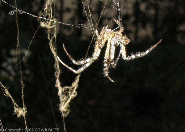 Dome Web Spider | Cyrtophora moluccensis photo