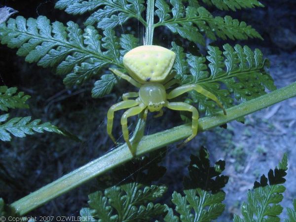 White Crab Spider | Thomisus spectabilis photo