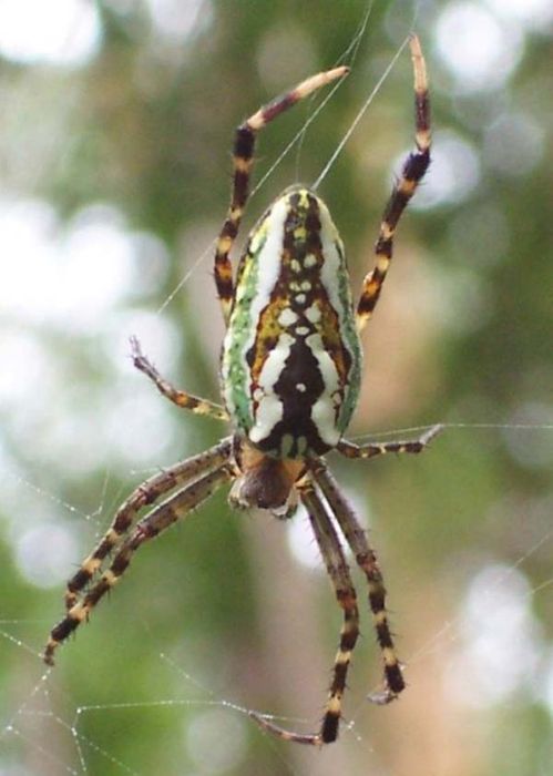 Enamelled Spider | Araneus bradleyi photo