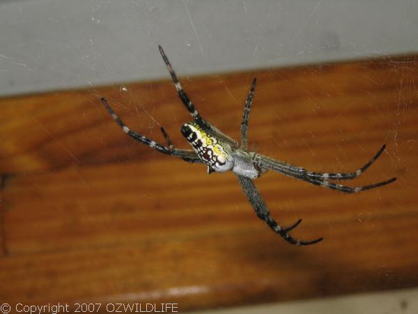 Dome Web Spider | Cyrtophora moluccensis photo
