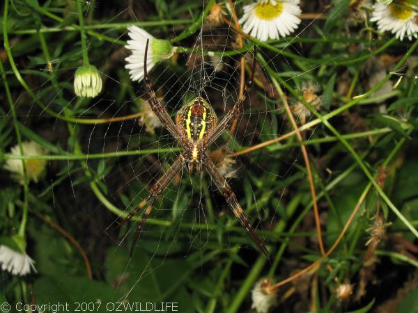 St. Andrews Cross Spider | Argiope keyserlingi photo