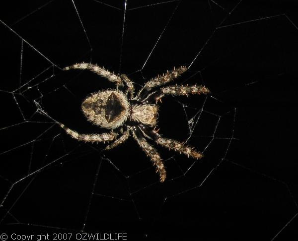 Garden Orb Weaver Spider | Eriophora sp photo