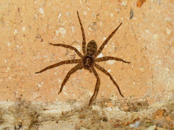 Brown Huntsman Spider | Heteropoda jugulans photo