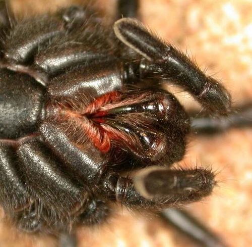 Black Wishbone Spider | Aname atra photo