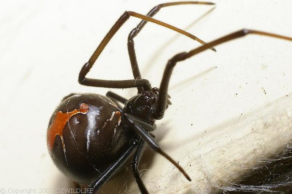Redback Spider | Latrodectus hasselti photo