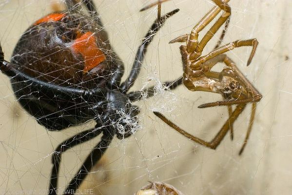 Redback Spider | Latrodectus hasselti photo