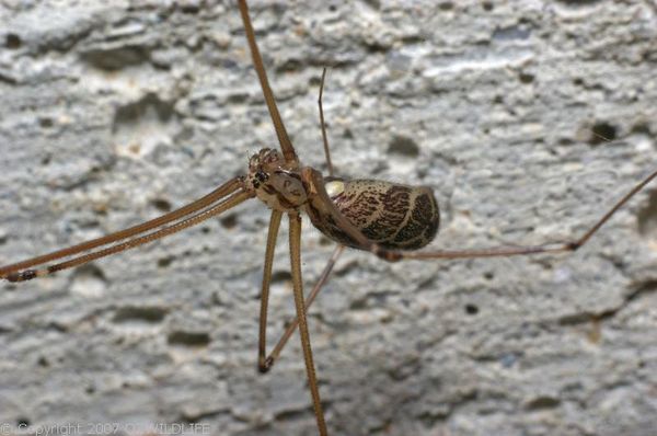 Daddy Long Legs Spider | Pholcus phalangoides photo