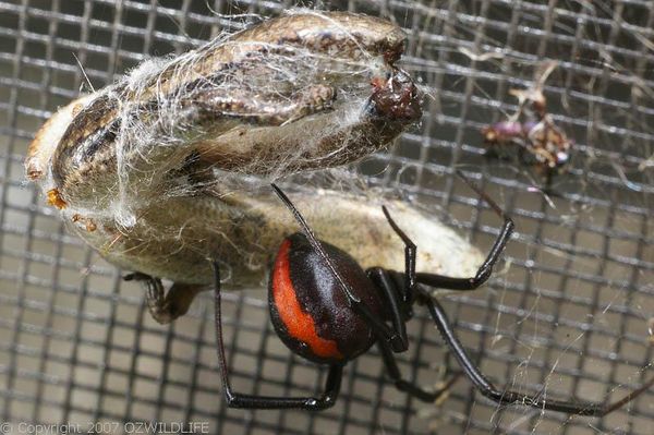 Redback Spider | Latrodectus hasselti photo