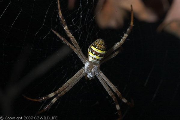 St. Andrews Cross Spider | Argiope keyserlingi photo