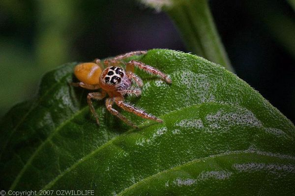 Jumping Spider | Opisthoncus polyphemus photo