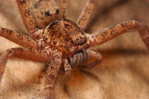 Brown Huntsman Spider | Heteropoda jugulans photo