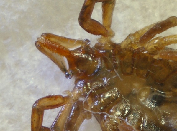 Scrub Tick | Ixodes holocyclus, photo