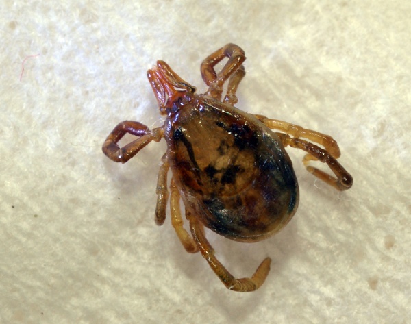 Scrub Tick | Ixodes holocyclus, photo