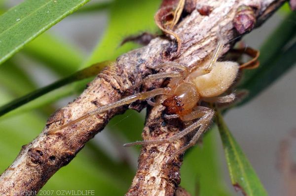 Sac Spider | Clubiona sp photo