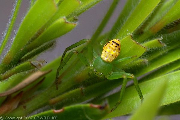 Flower Spider | Diaea sp photo