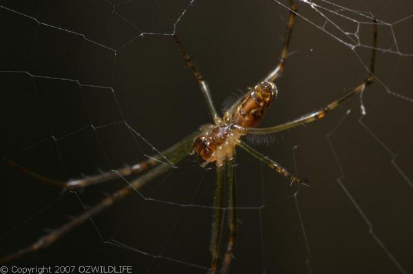 Silver Orb Weaver Spider | Leucauge sp photo