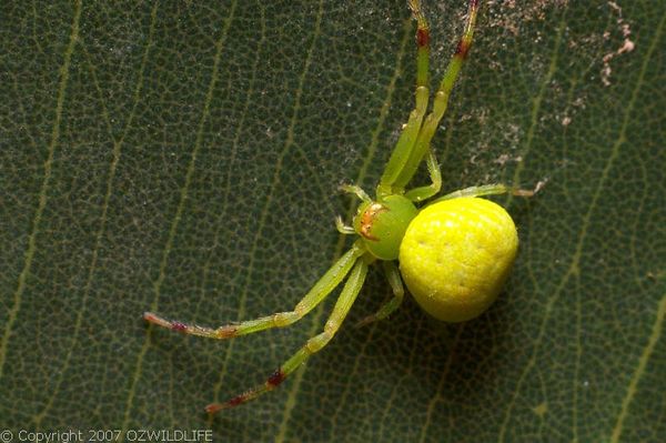 Flower Spider | Diaea sp photo