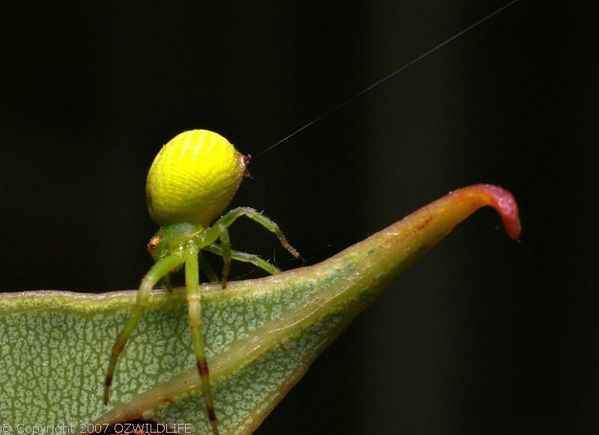 Flower Spider | Diaea sp photo