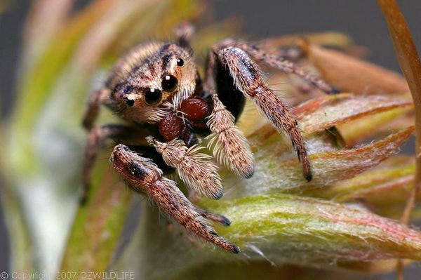 Jumping Spider | Opisthoncus sp photo
