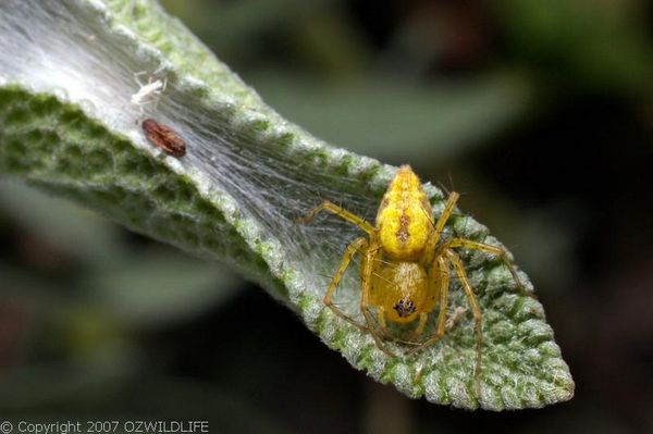 Lynx Spider | Oxyopes sp photo