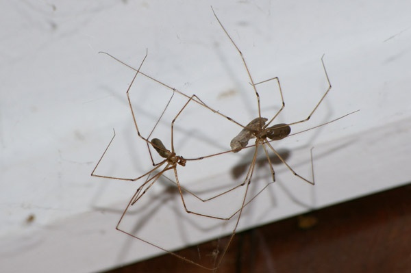 Daddy Long Legs Spider | Pholcus phalangoides photo