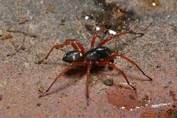 Spotted Ground Spider | Storena sp photo