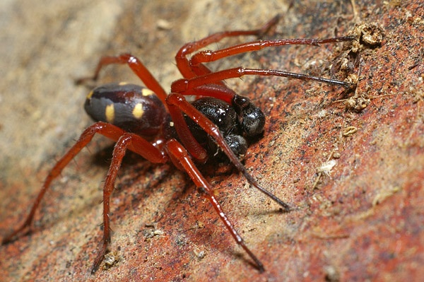Spotted Ground Spider | Storena sp photo