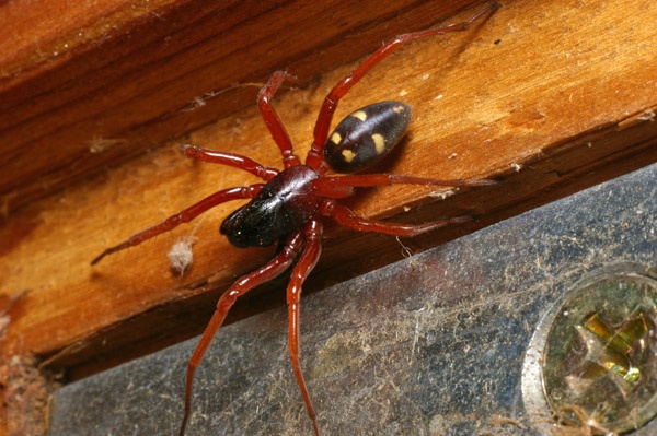 Spotted Ground Spider | Storena sp photo