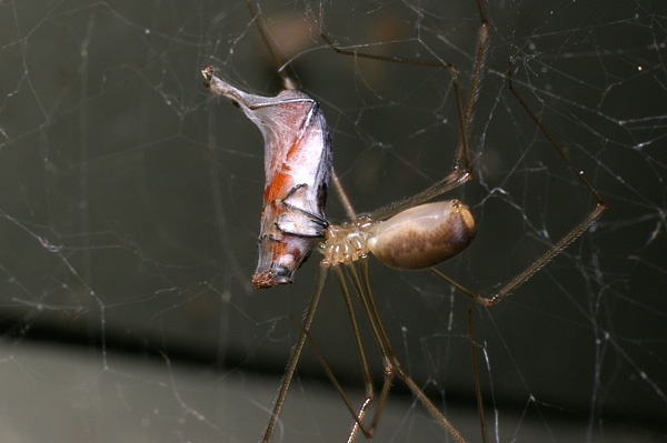 Daddy Long Legs Spider | Pholcus phalangoides photo