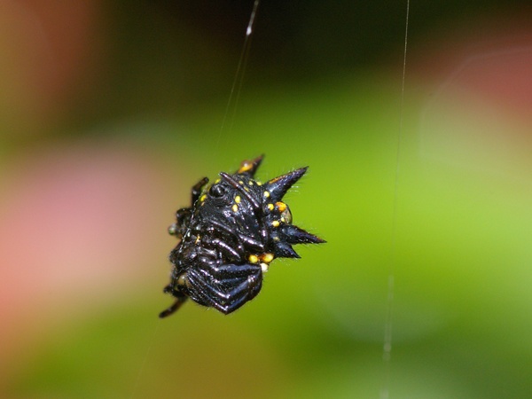 Jewelled Spider | Gasteracantha minax photo