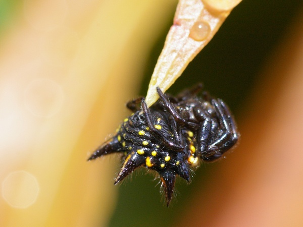 Jewelled Spider | Gasteracantha minax photo