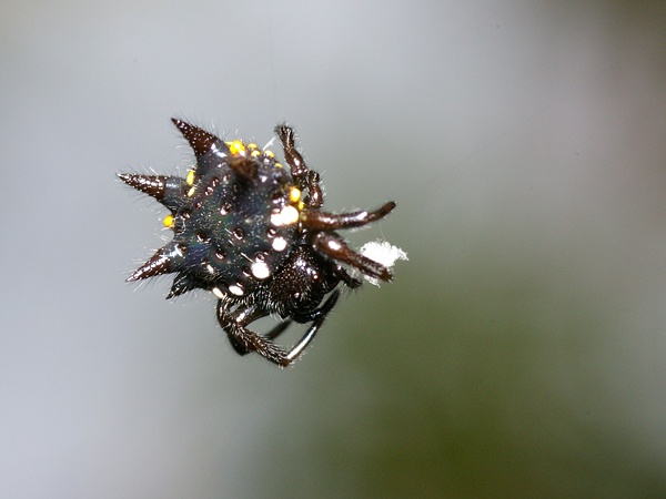 Jewelled Spider | Gasteracantha minax photo