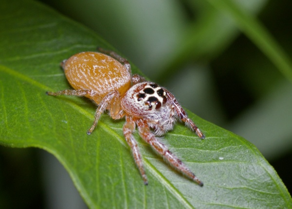 Jumping Spider | Opisthoncus polyphemus photo