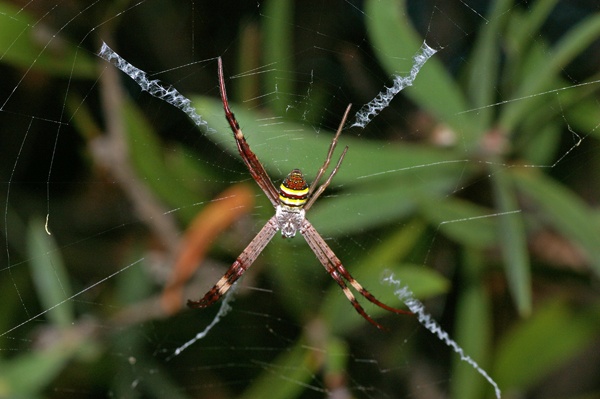 St. Andrews Cross Spider | Argiope keyserlingi photo